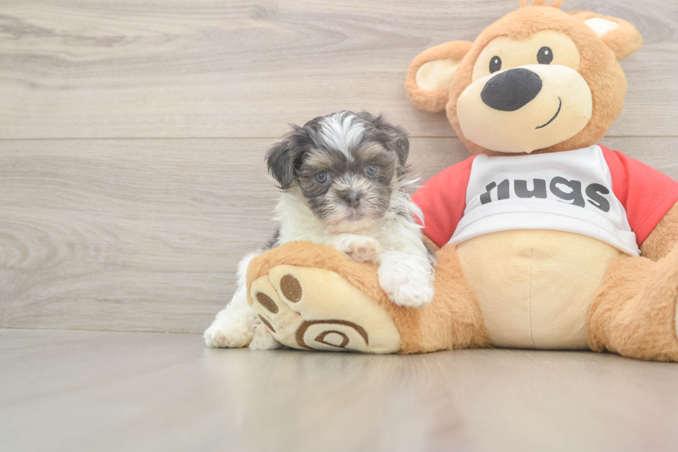 Best Teddy Bear Baby