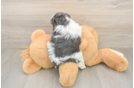 Funny Teddy Bear Designer Pup
