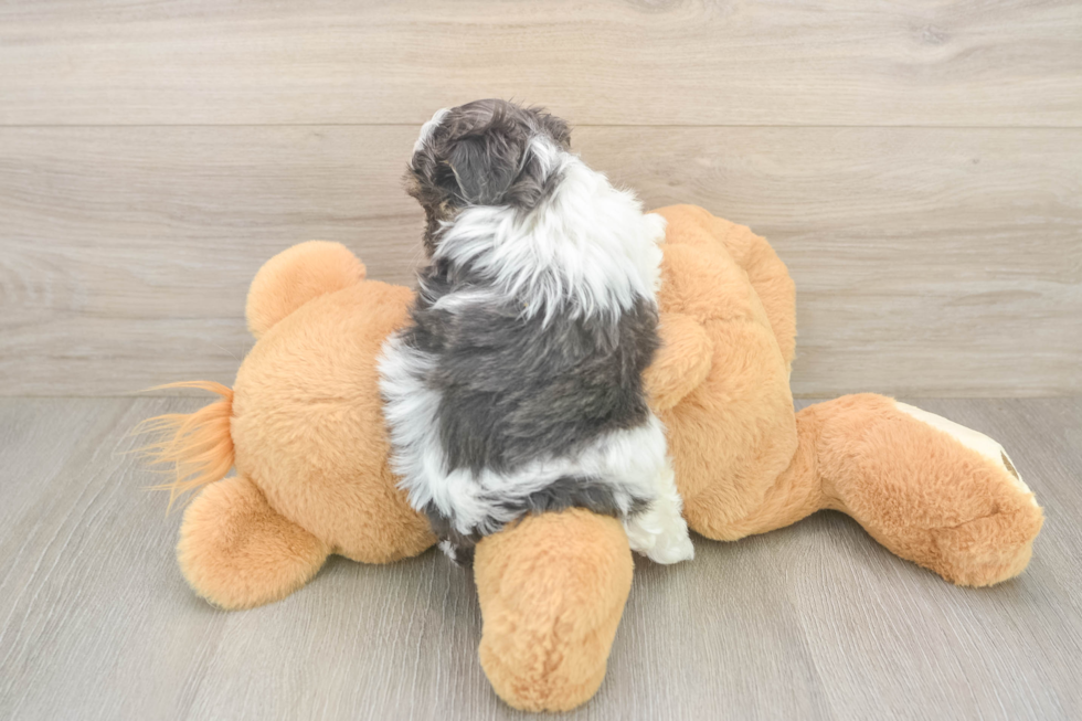 Funny Teddy Bear Designer Pup