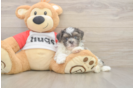 Teddy Bear Puppy for Adoption