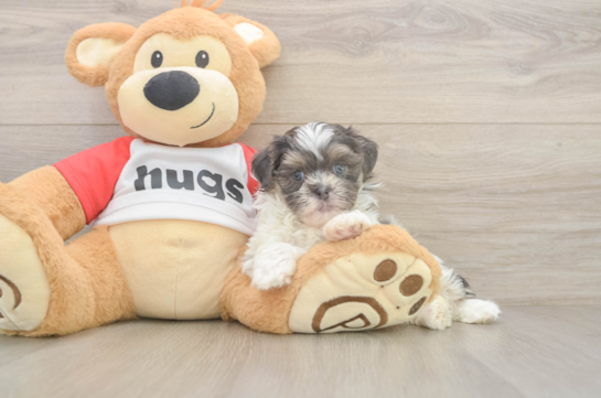 Teddy Bear Puppy for Adoption