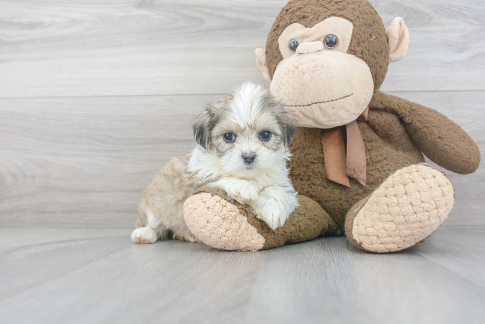 Fluffy Teddy Bear Designer Pup