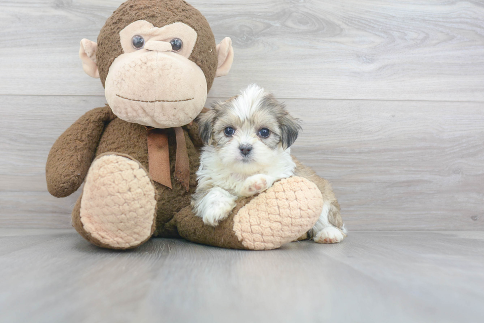 Popular Teddy Bear Designer Pup