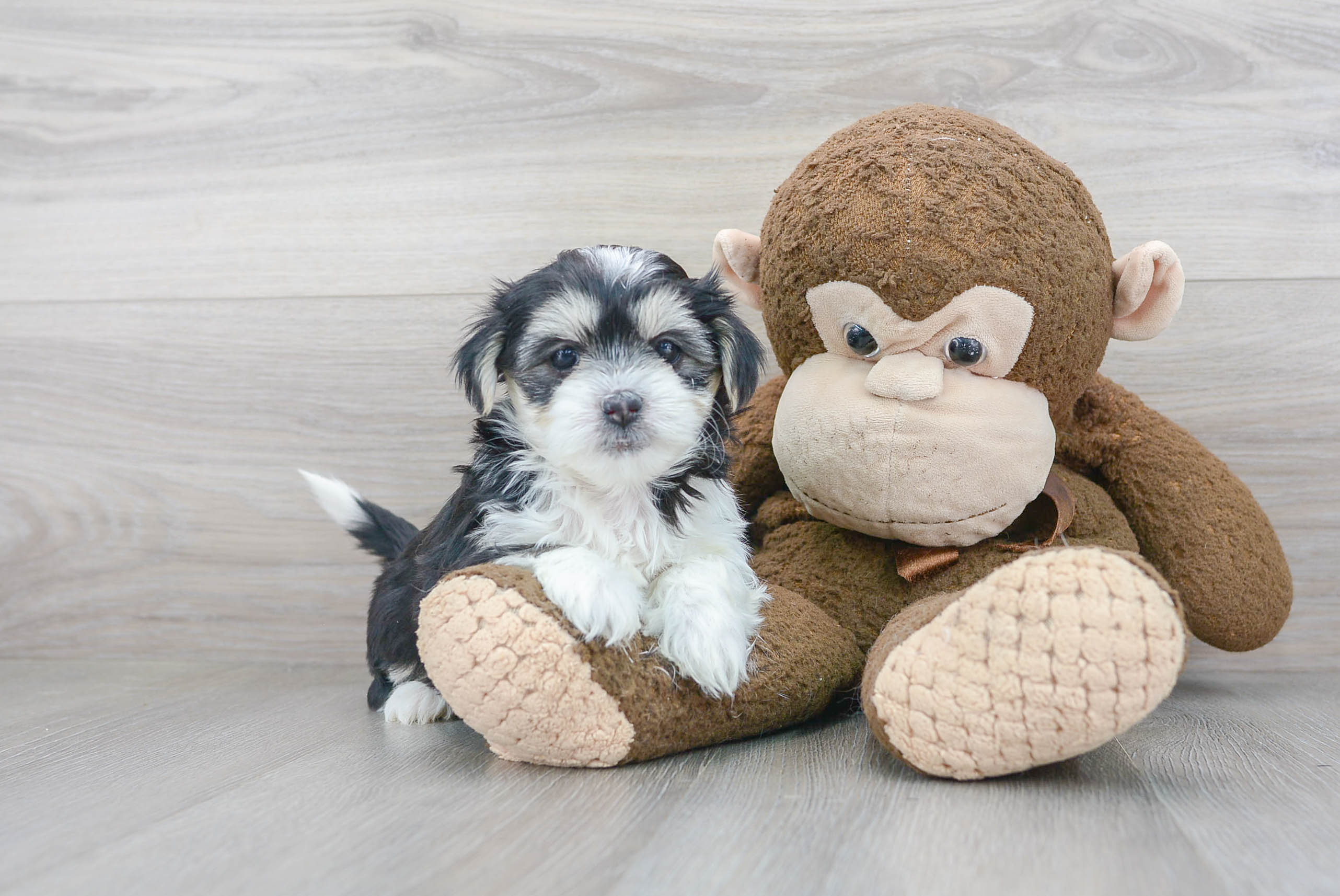 Energetic Shitzu Designer Puppy