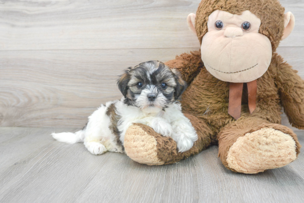 Teddy Bear Pup Being Cute