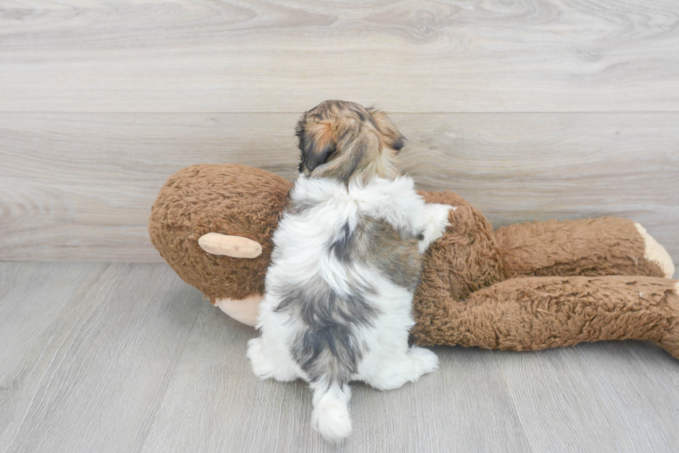 Popular Teddy Bear Designer Pup