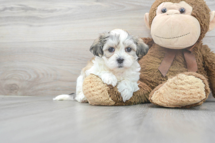 Fluffy Teddy Bear Designer Pup