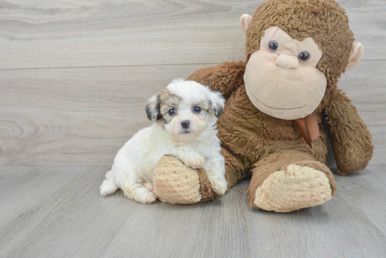 Teddy Bear Pup Being Cute