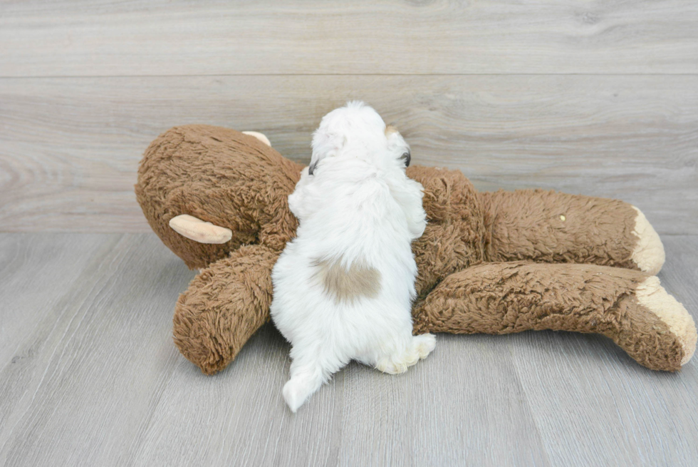 Funny Teddy Bear Designer Pup