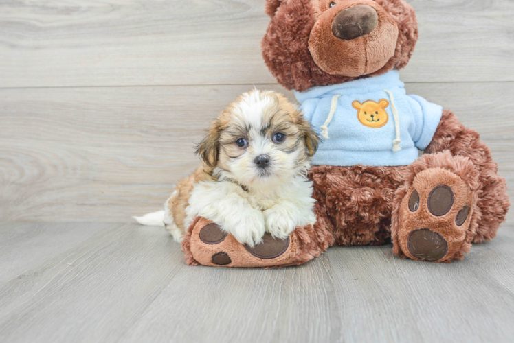 Fluffy Teddy Bear Designer Pup