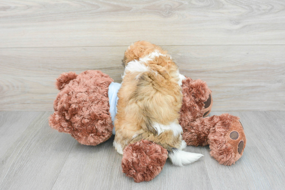 Hypoallergenic Shit Designer Puppy