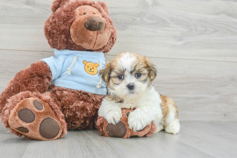 Teddy Bear Puppy for Adoption