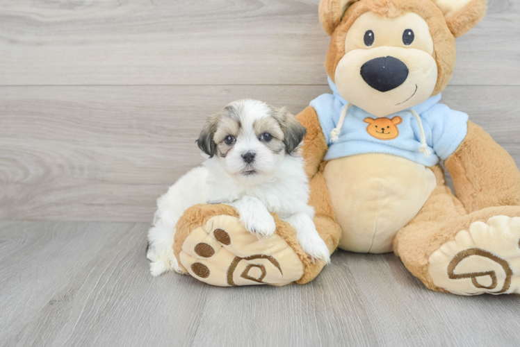 Fluffy Teddy Bear Designer Pup