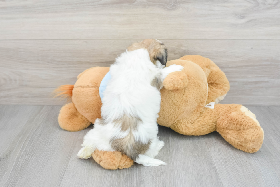 Teddy Bear Pup Being Cute