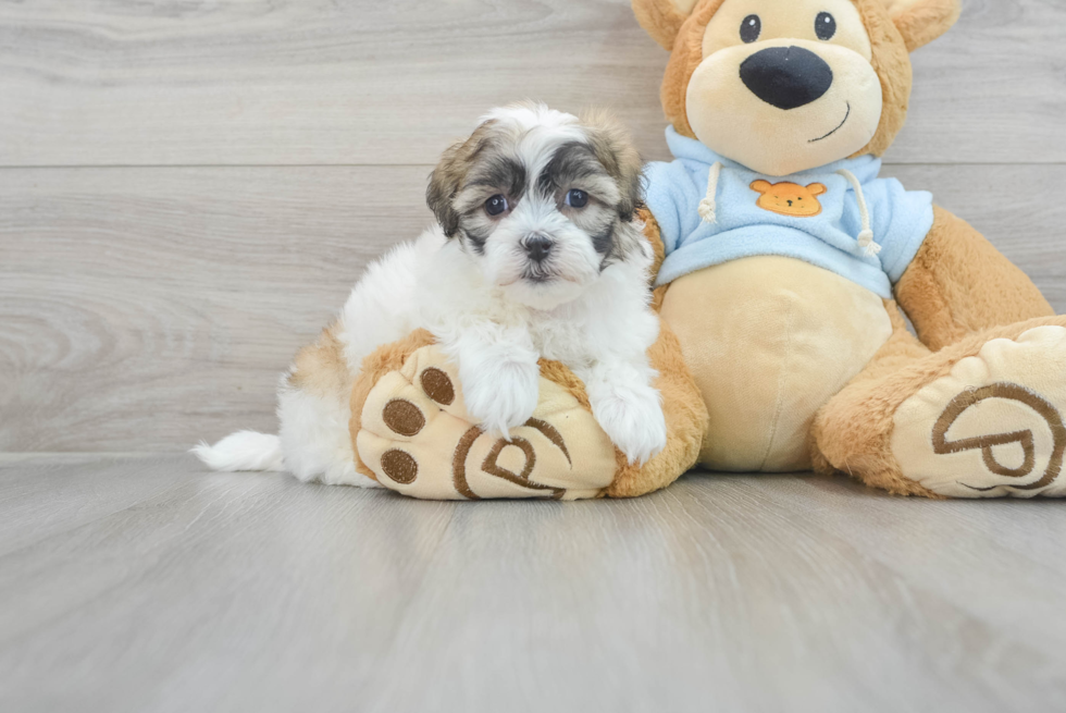 Popular Teddy Bear Designer Pup