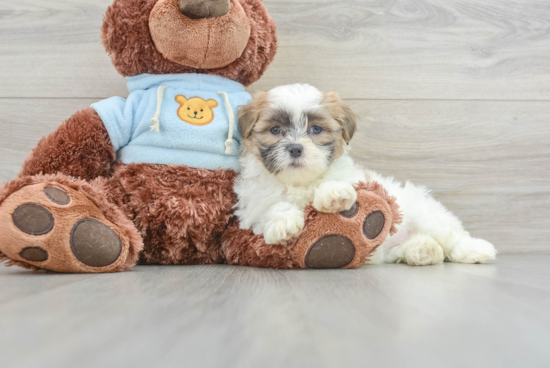 Funny Teddy Bear Designer Pup