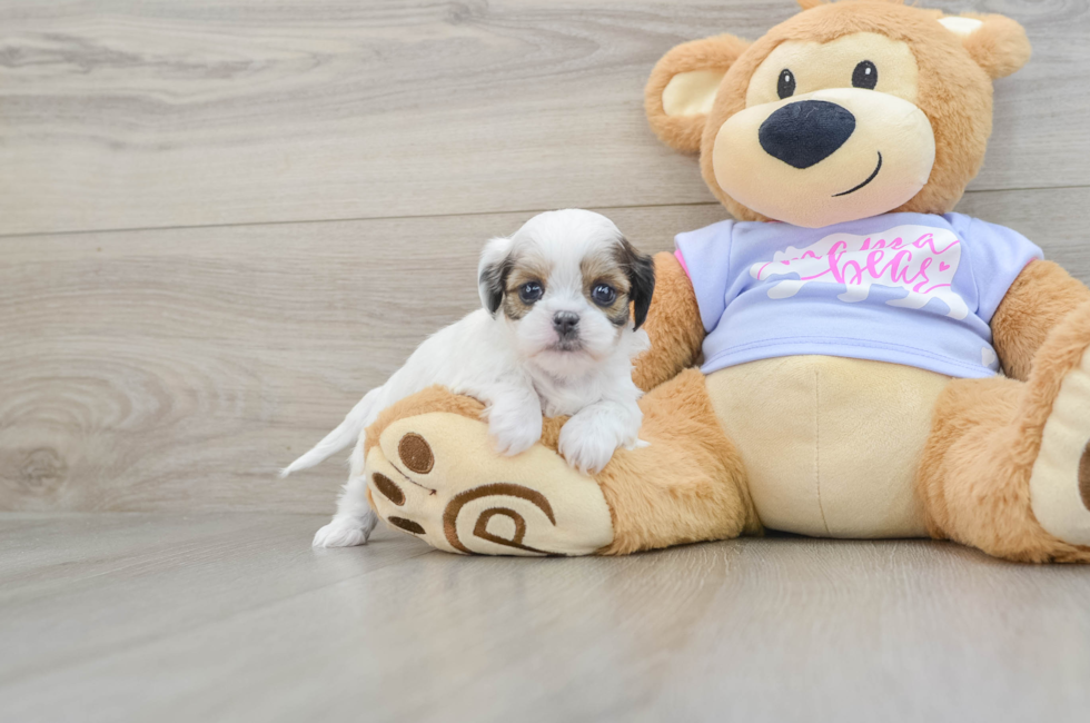 5 week old Teddy Bear Puppy For Sale - Premier Pups