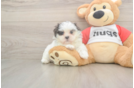 Teddy Bear Puppy for Adoption
