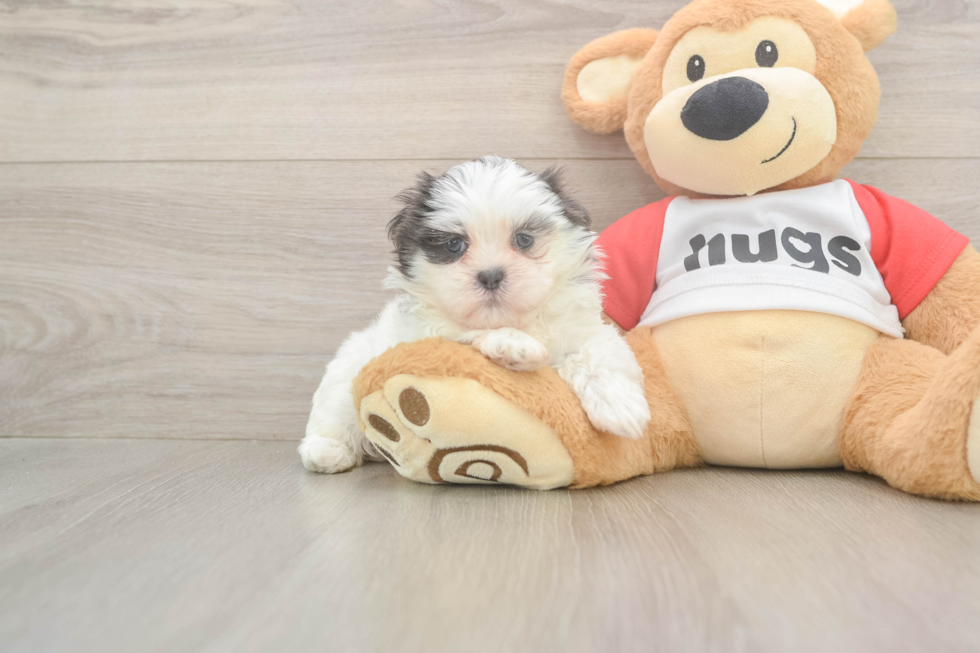 Teddy Bear Puppy for Adoption