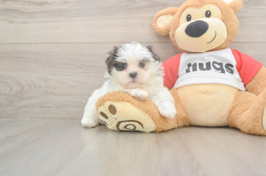 Teddy Bear Puppy for Adoption