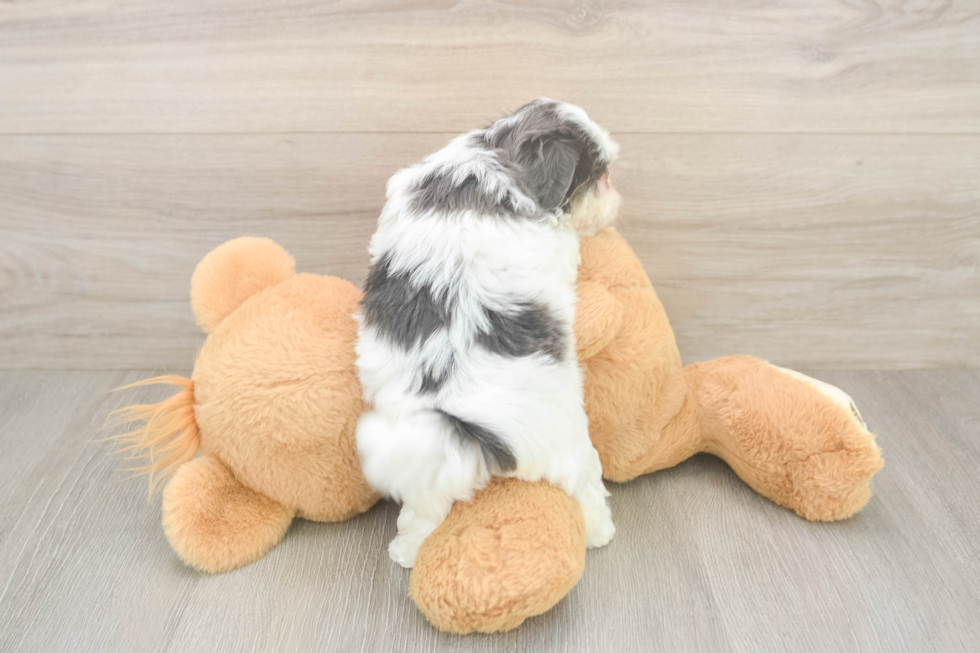 Happy Teddy Bear Baby