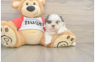Energetic Shi Chon Designer Puppy