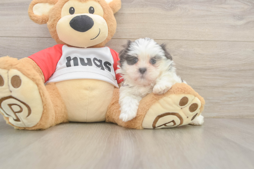 Energetic Shi Chon Designer Puppy