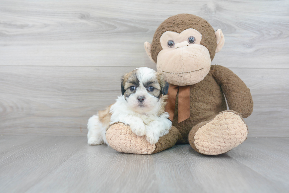 Teddy Bear Pup Being Cute