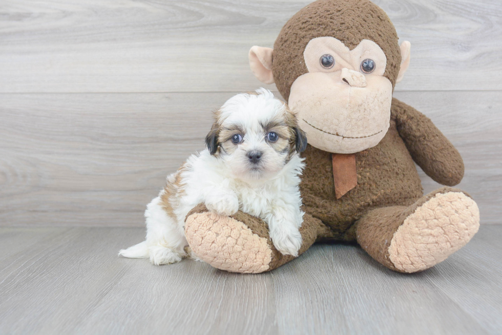 Smart Teddy Bear Designer Pup