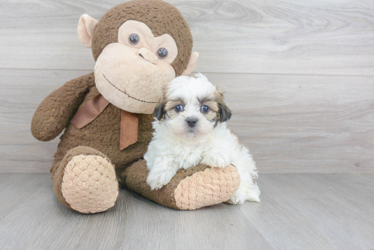 Best Teddy Bear Baby