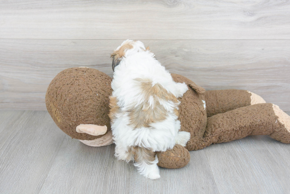 Popular Teddy Bear Designer Pup