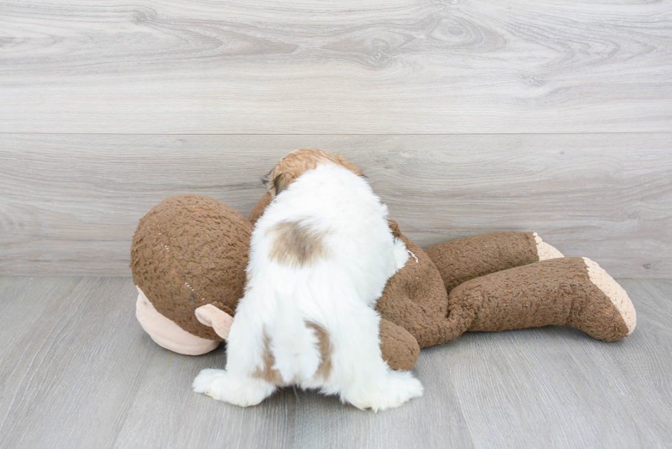 Best Teddy Bear Baby