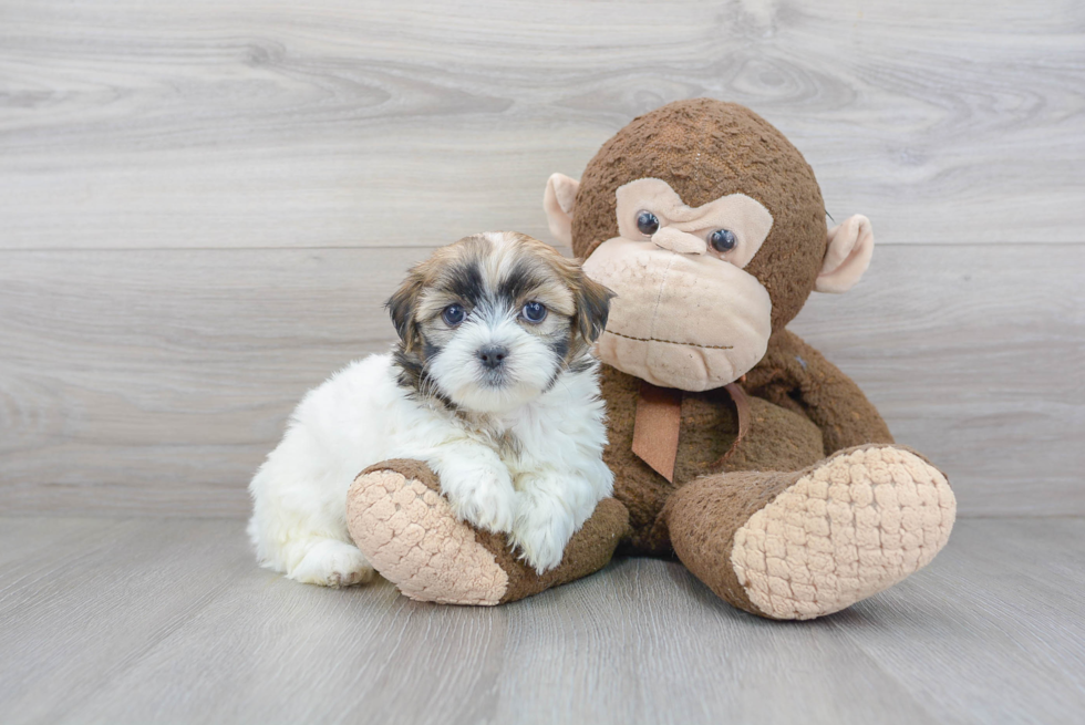 Teddy Bear Puppy for Adoption