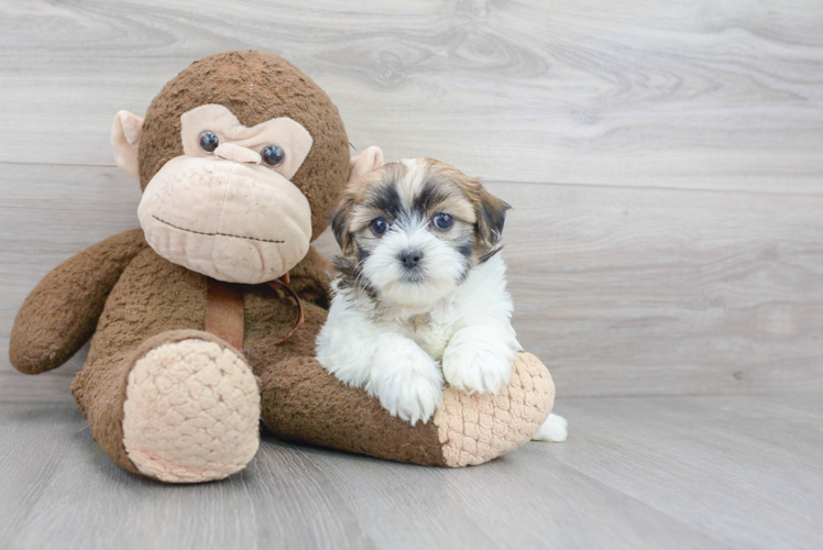 Fluffy Teddy Bear Designer Pup