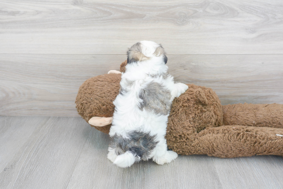 Fluffy Teddy Bear Designer Pup