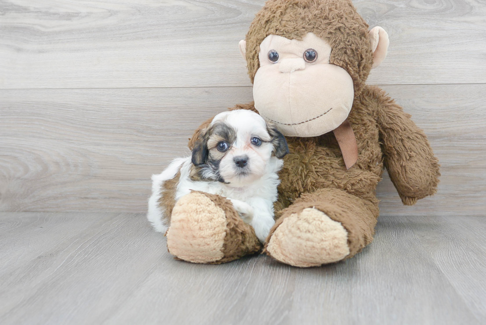 Cute Shitzu Designer Puppy