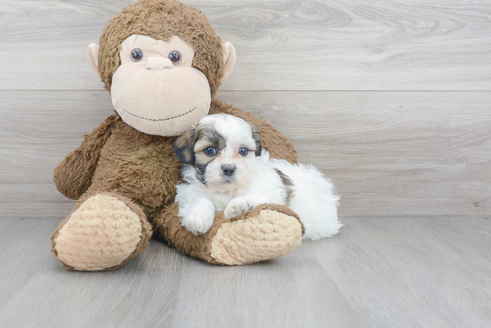 Teddy Bear Puppy for Adoption