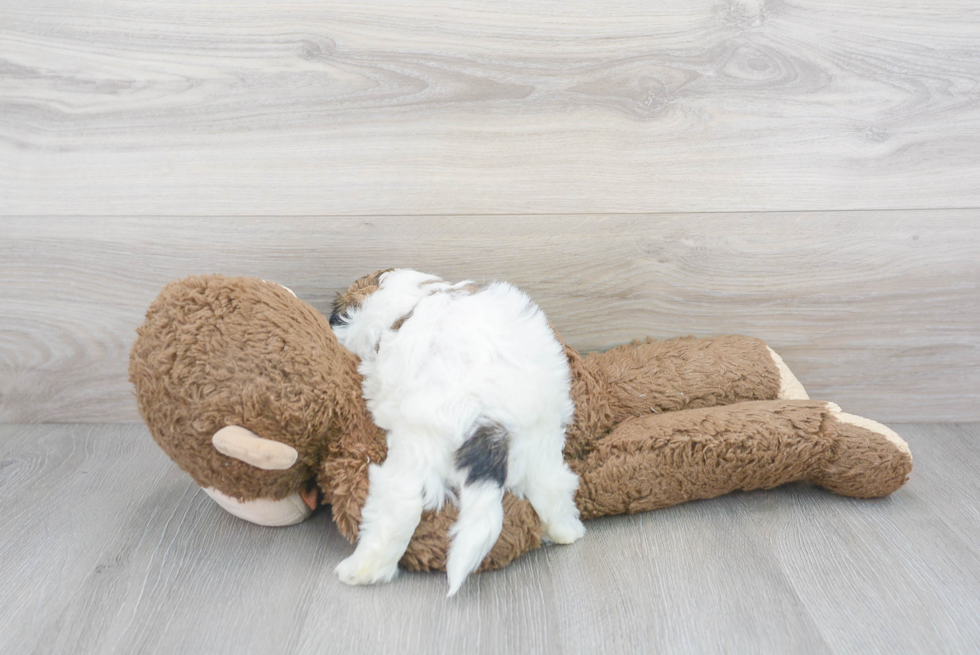 Best Teddy Bear Baby