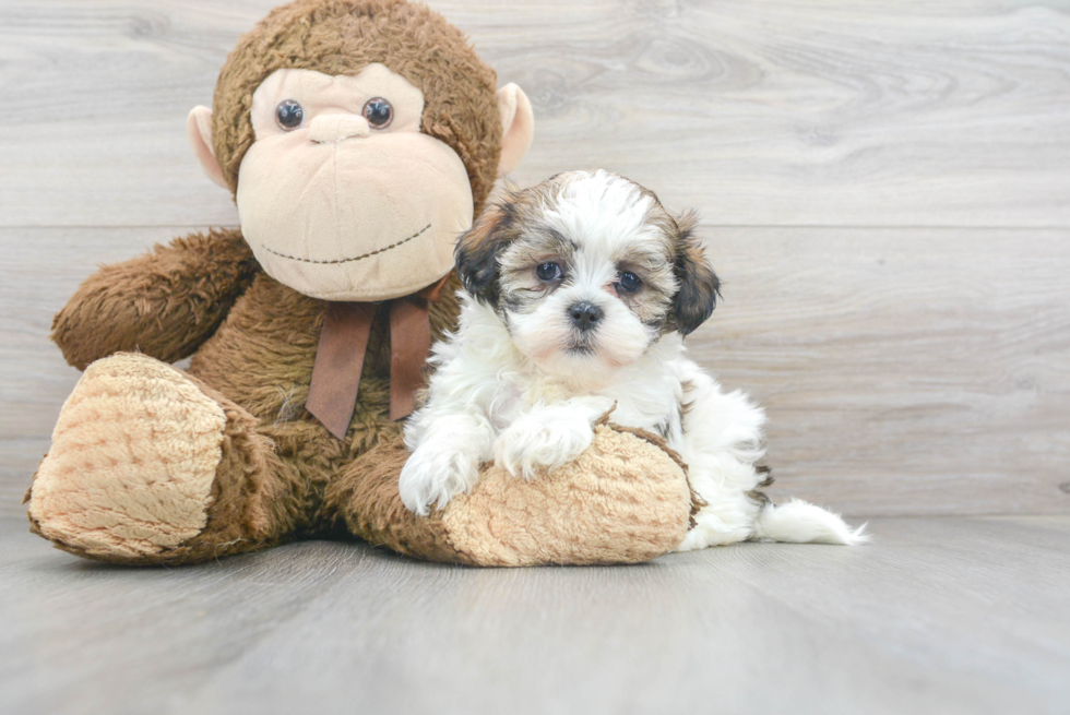 Friendly Teddy Bear Baby