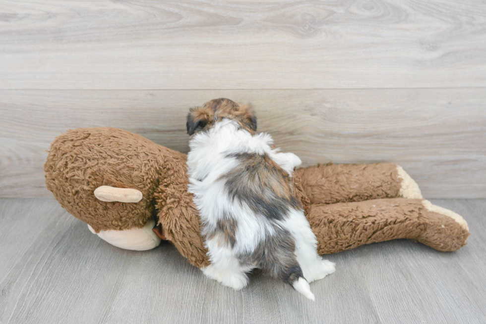 Popular Teddy Bear Designer Pup