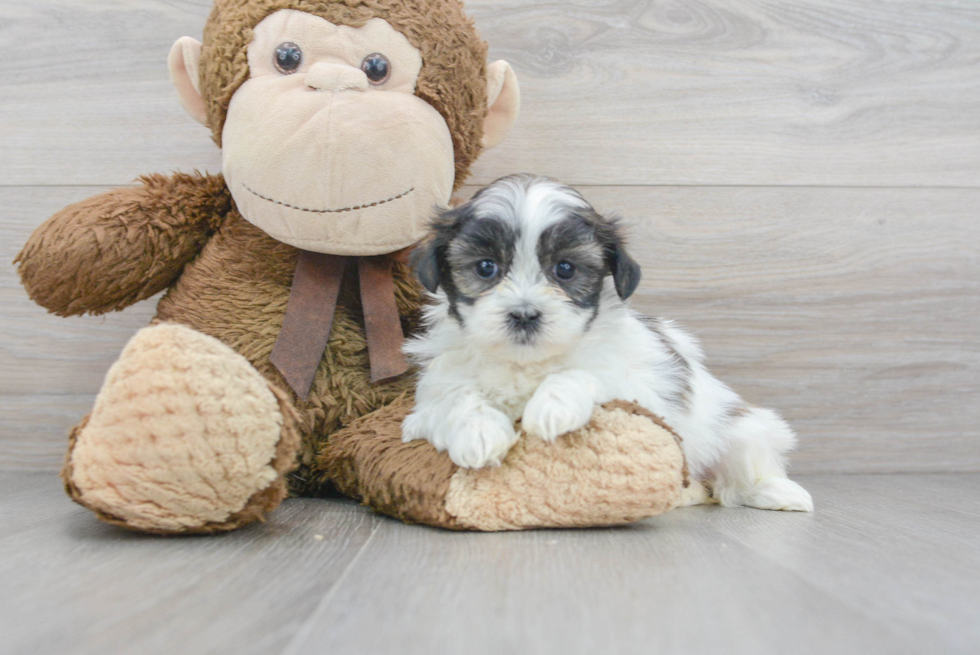 Teddy Bear Pup Being Cute