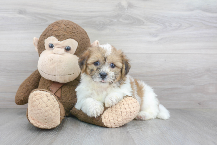 Playful Shichon Designer Puppy