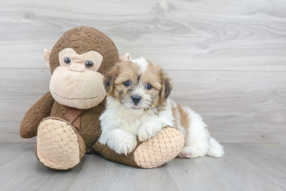 Playful Shichon Designer Puppy