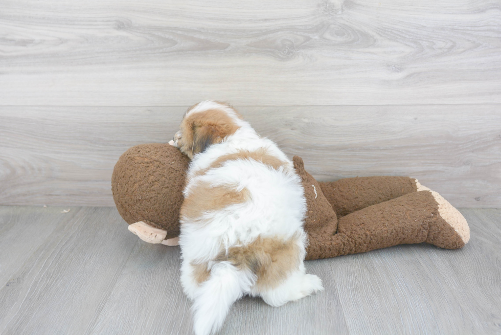 Teddy Bear Pup Being Cute