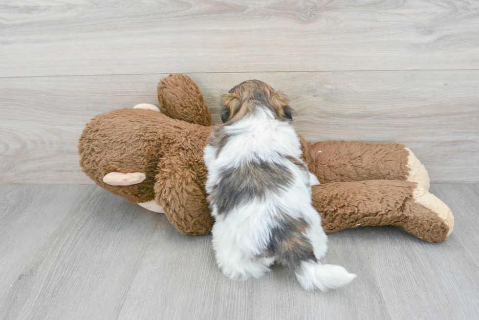 Best Teddy Bear Baby