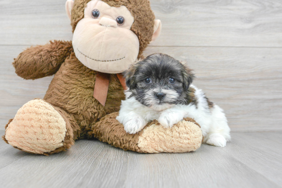 Best Teddy Bear Baby