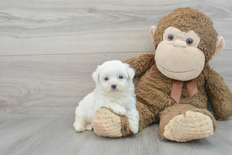Teddy Bear Pup Being Cute