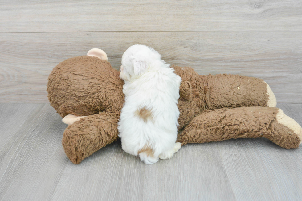 Adorable Shit Designer Puppy