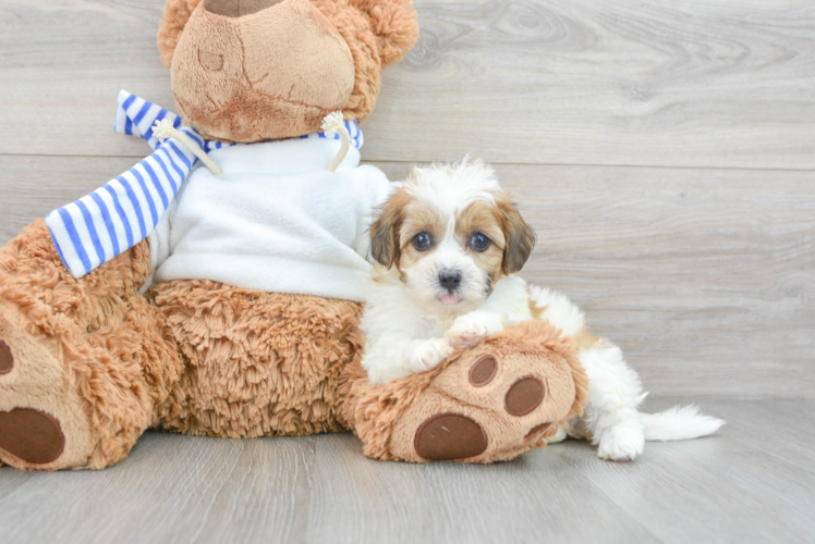 Adorable Shichon Designer Puppy