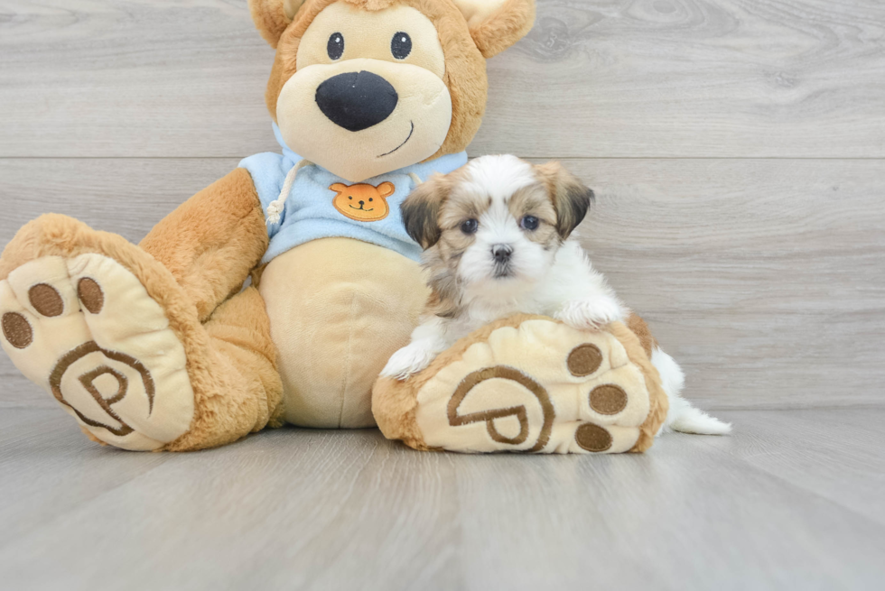 Teddy Bear Puppy for Adoption